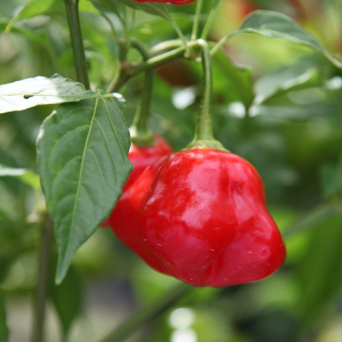 Chilli- Bishop's Crown