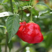 Chilli- Bishop's Crown