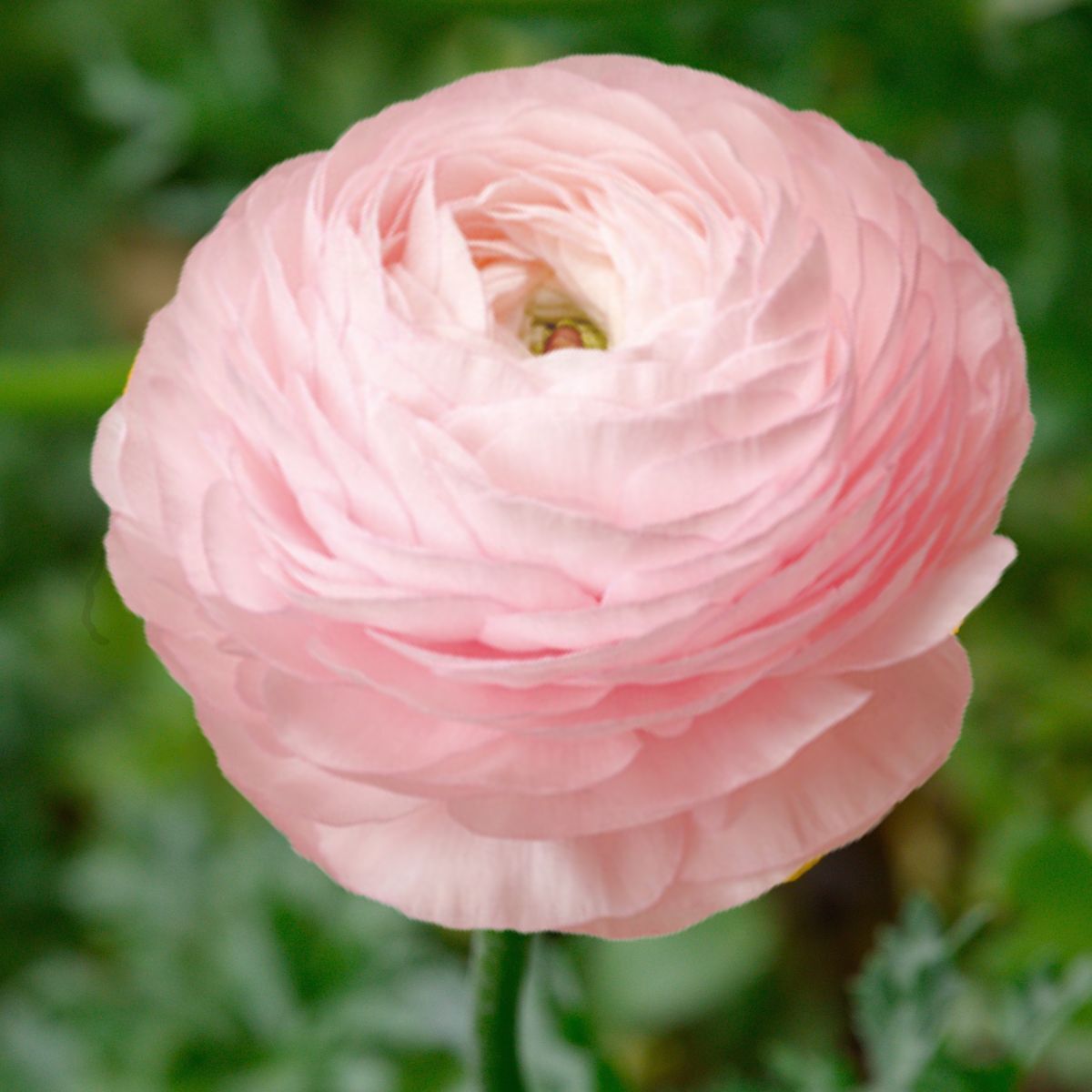 Ranunculus- Elegance Rosa Chiaro 76-15