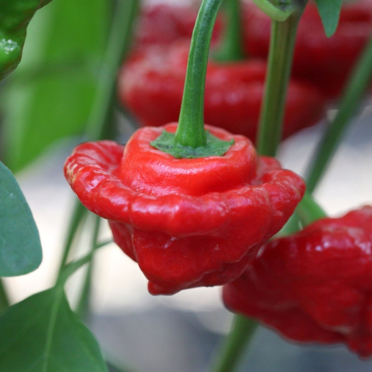 Chilli- Cap Mushroom Red