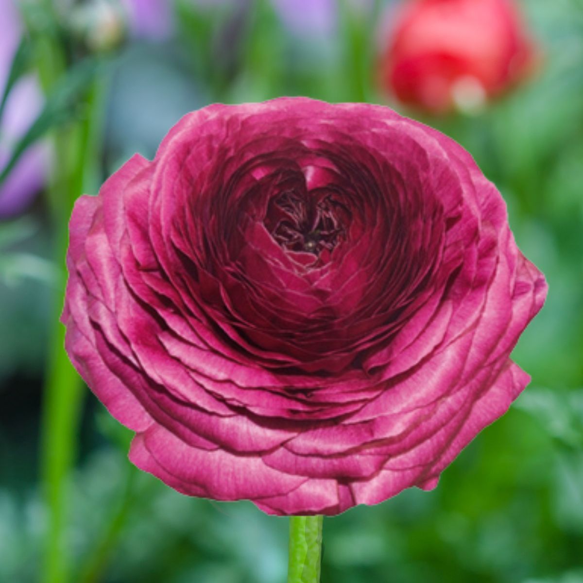 Ranunculus- Elegance Viola 06