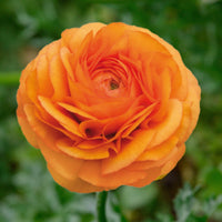 Ranunculus- Elegance Clementine 03-8
