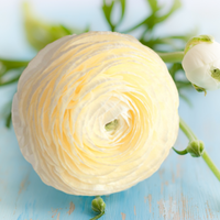 Ranunculus- Elegance Crema 43-99