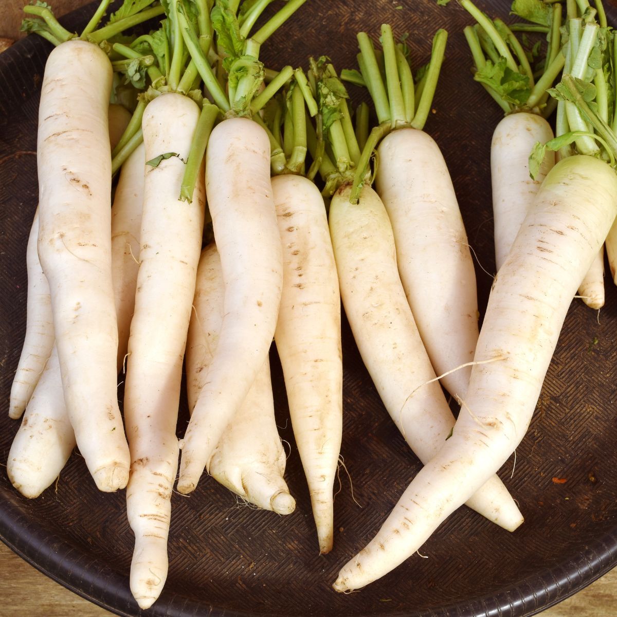 Radish- Long White Chinese