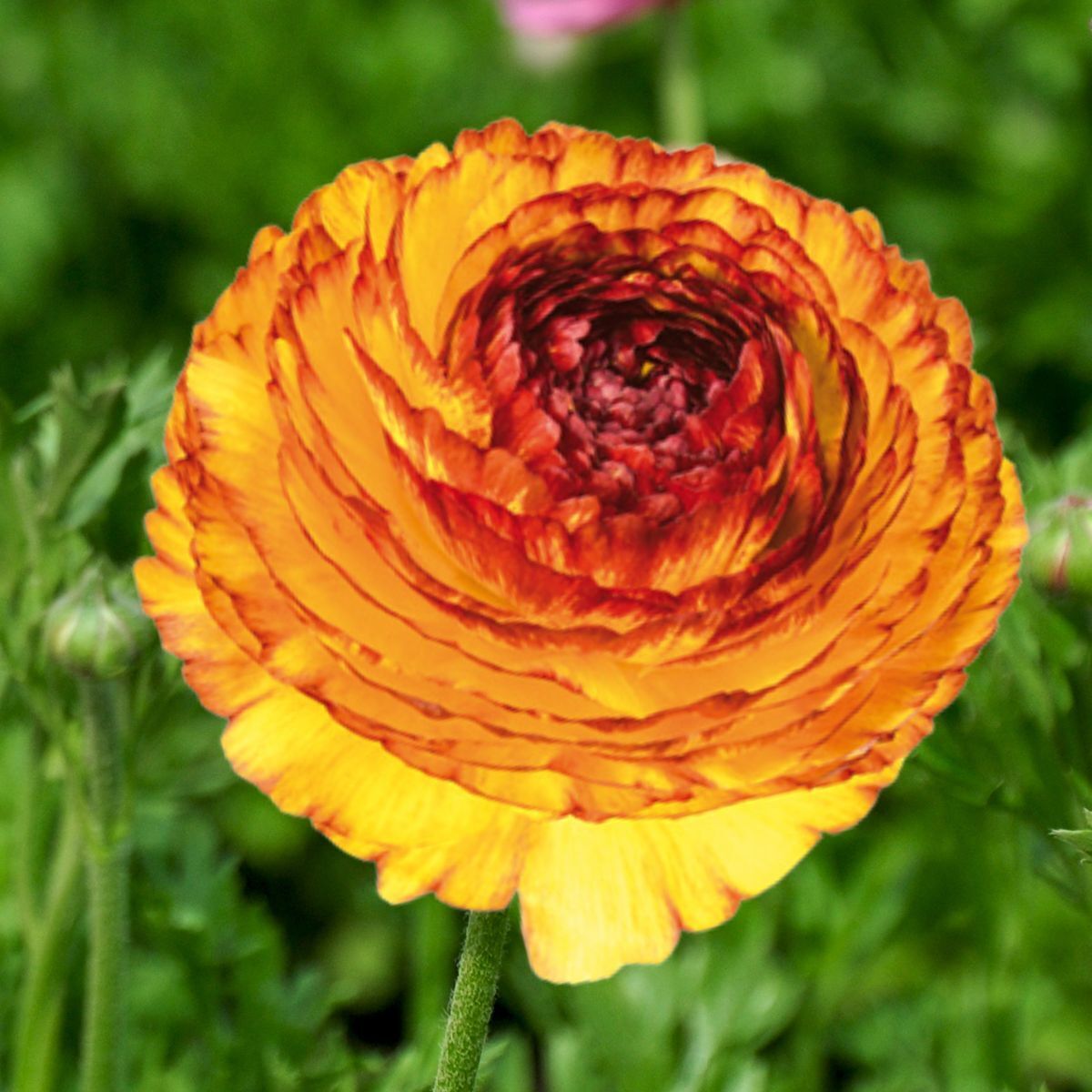 Ranunculus- Elegance Giallo Striato 164B