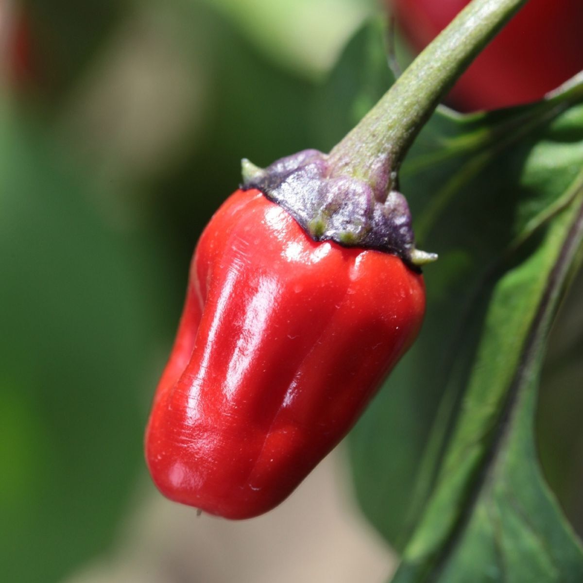 Chilli- Scorpion Tongue Black