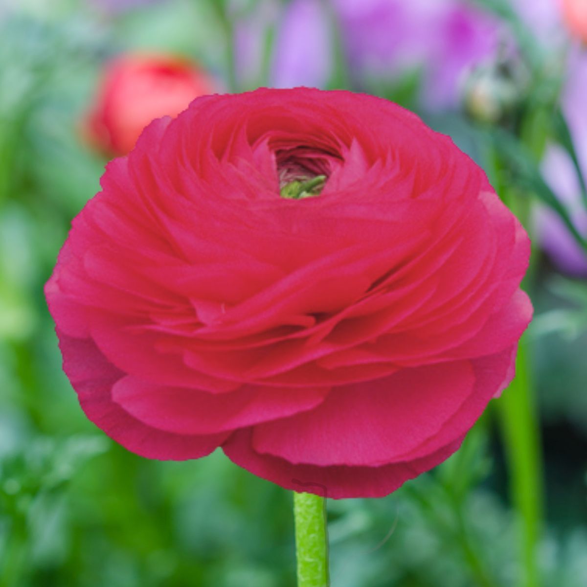 Ranunculus- Elegance Hot Pink 95-08