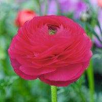 Ranunculus- Elegance Hot Pink 95-08