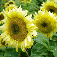 Sunflower- Ice Lady F1