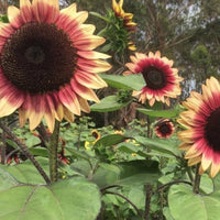 Sunflower- Lilac Monarch F1