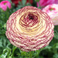 Ranunculus- Elegance Pastello Striato 66-12