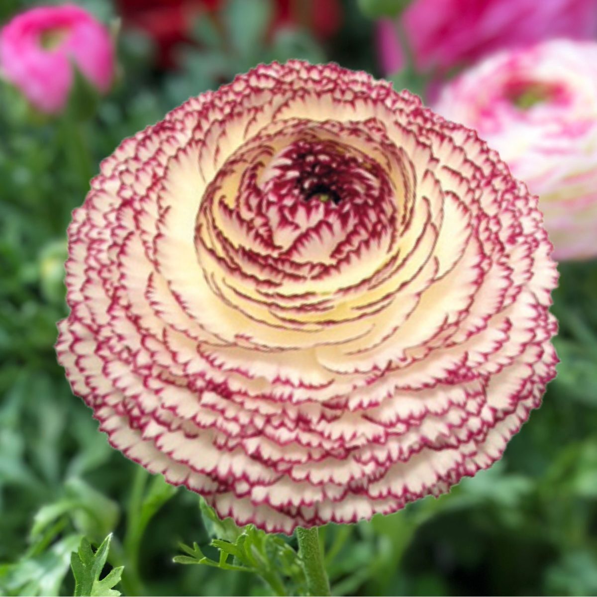 Ranunculus- Elegance Pastello Striato 66-12
