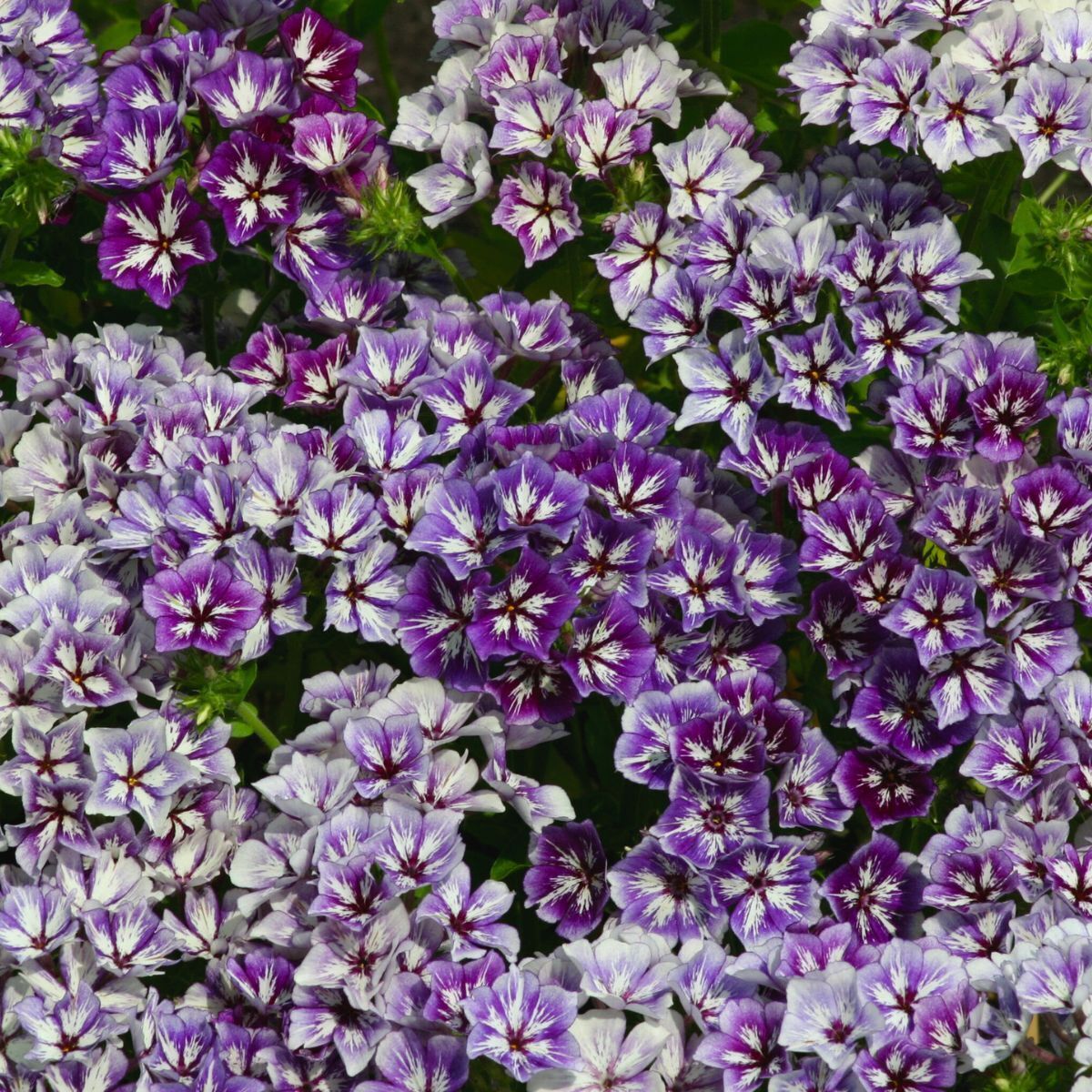 Phlox- Sugar Stars
