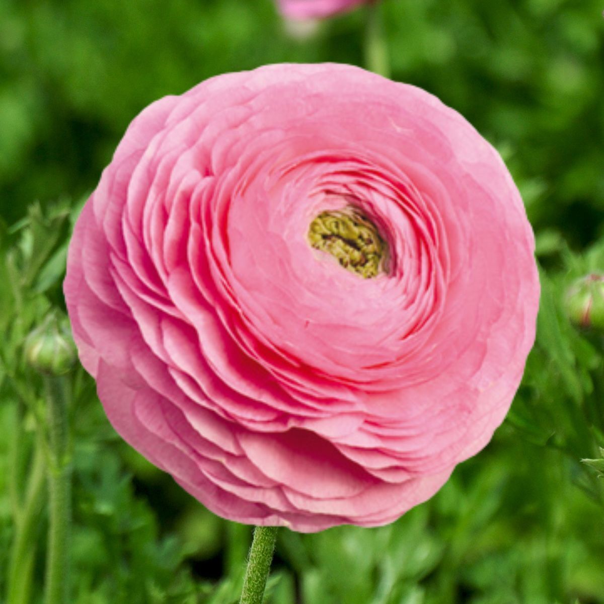 Ranunculus- Elegance Rosa Chiaro 78-08