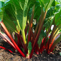 Rhubarb- Lider Red