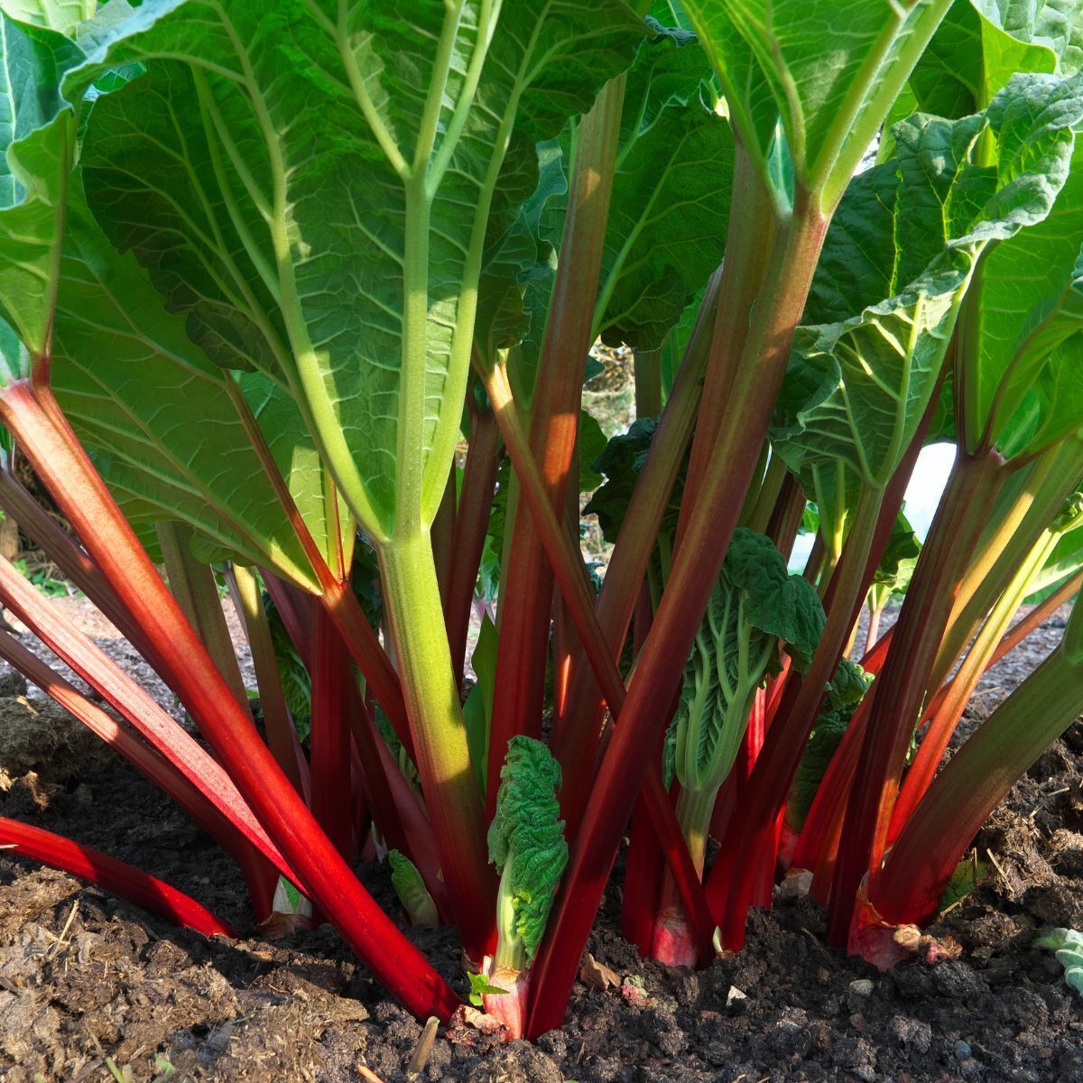 Rhubarb- Lider Red