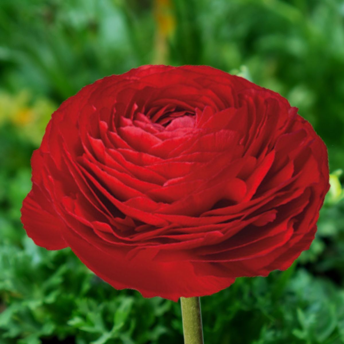 Ranunculus- Elegance Rosso 154-10