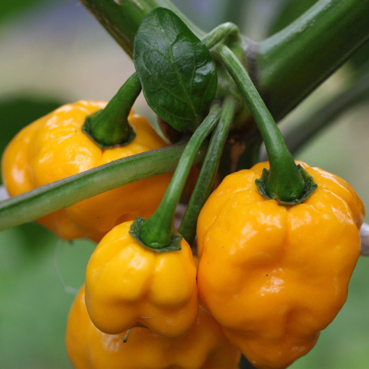 Chilli- Trinidad 7 Pod Yellow