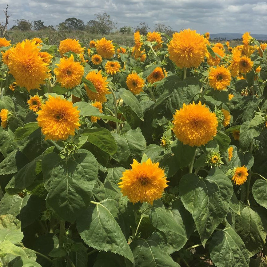 Sunflower- Double Dazzler F1
