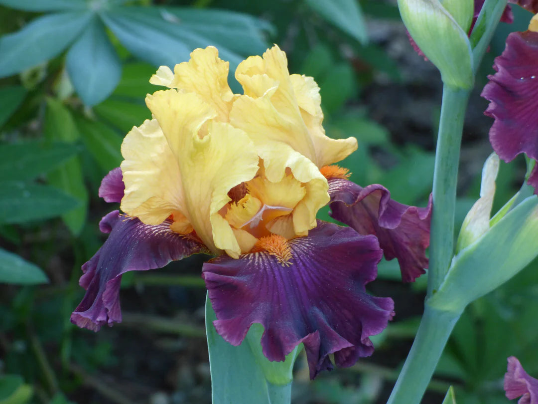 Idol Bearded Iris Seeds