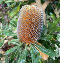 Banksia Plant Seeds, Heirloom, Non-GMO Seeds for Planting