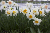 Narcissus Tazetta Flower Seed for Planting 100