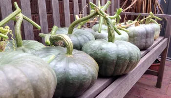 Pumpkin- Queensland Blue