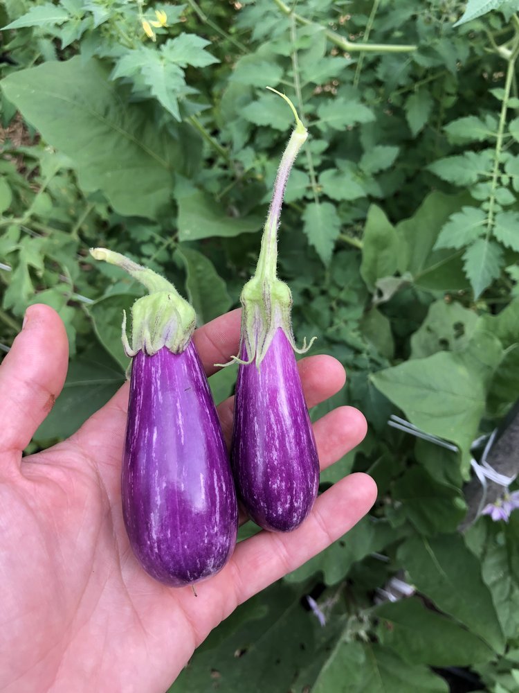 Dancer – Eggplant Seed