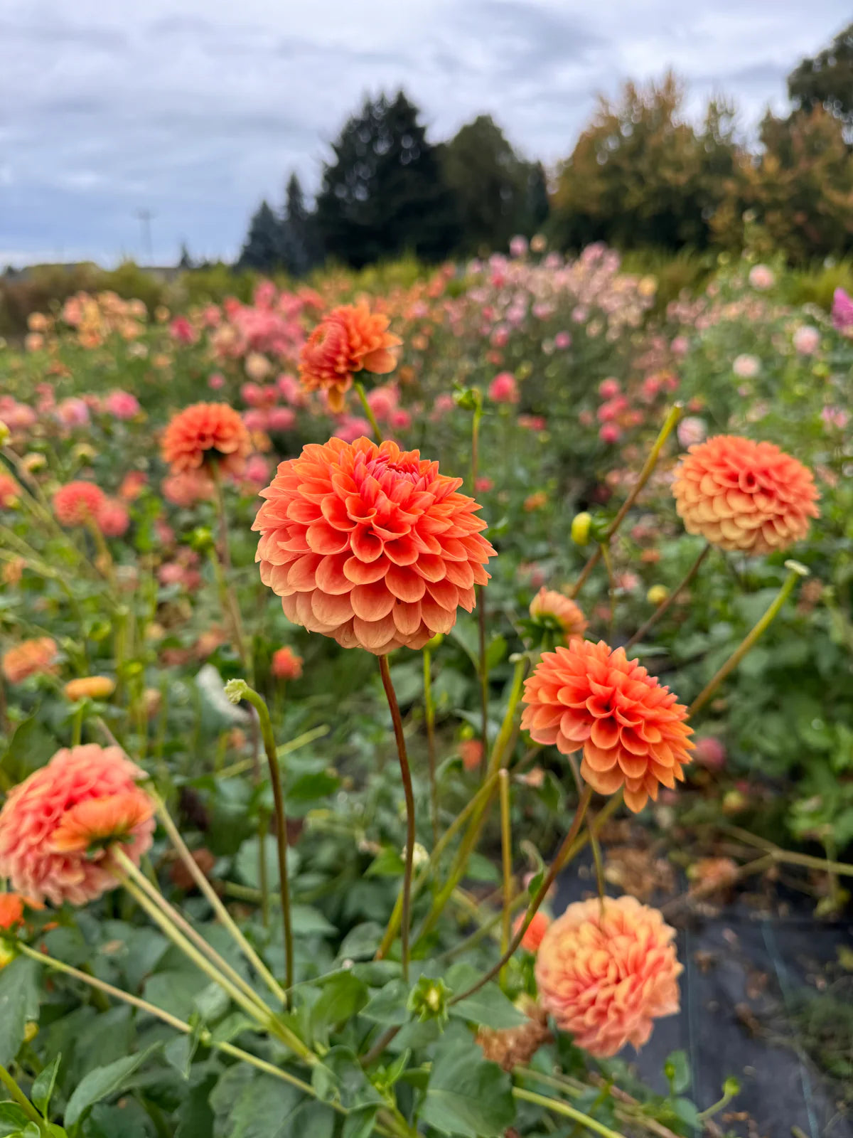 Orange Nugget Dahlia