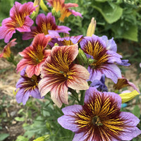 Heirloom Non-GMO Salpiglossis Flower Seeds for Planting – Colorful Trumpet-Shaped Blooms