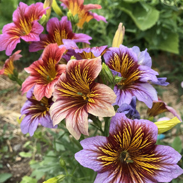 Heirloom Non-GMO Salpiglossis Flower Seeds for Planting – Colorful Trumpet-Shaped Blooms