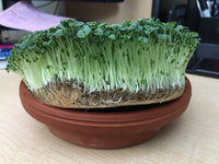 Basil, Genovese – Organic Microgreen Seed