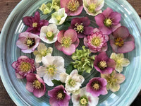 Harmonious Hellebore Collection