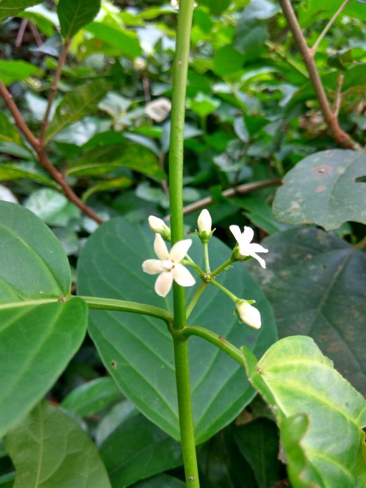 Heirloom Gymnema Inodorum Plant Seeds, Non-GMO Medicinal Herb Seeds for Garden Planting