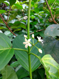 Heirloom Gymnema Inodorum Plant Seeds, Non-GMO Medicinal Herb Seeds for Garden Planting