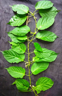 Heirloom Gymnema Inodorum Plant Seeds, Non-GMO Medicinal Herb Seeds for Garden Planting