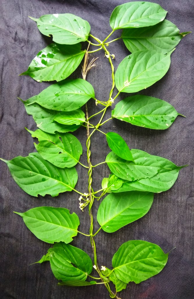 Heirloom Gymnema Inodorum Plant Seeds, Non-GMO Medicinal Herb Seeds for Garden Planting for planting in home garden