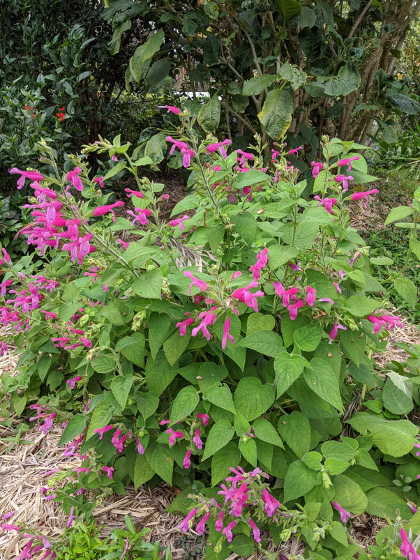 Sage- Fruit Salad (seedling)