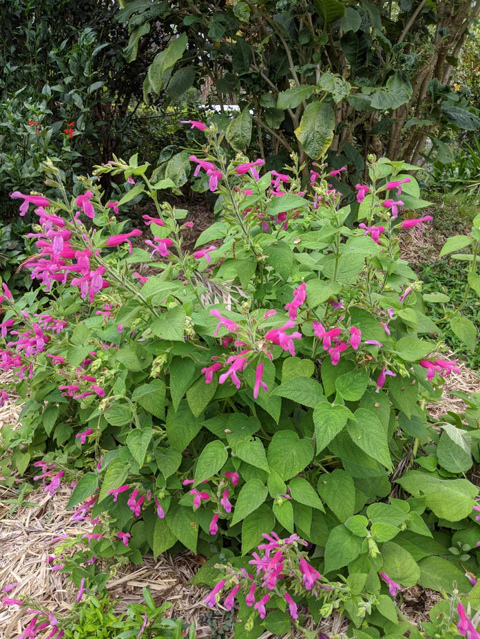 Sage- Fruit Salad (seedling)