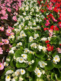 Heirloom Non-GMO Pelleted Begonia Flower Seeds for Planting – Easy-Grow Blooming Flower Seeds