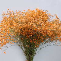 Gypsophila (Gypsophila scientific name) for planting in garden