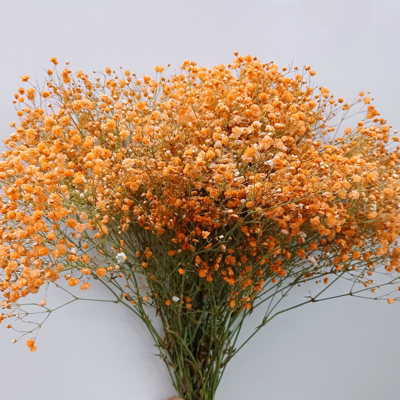Heirloom Gypsophila Orange Flower Seeds, Non-GMO Delicate Blooms for Planting