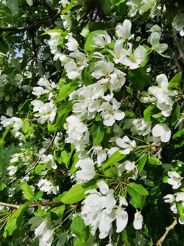 Heirloom Malus Flower Seeds, Non-GMO Ornamental Blooms for Garden Planting