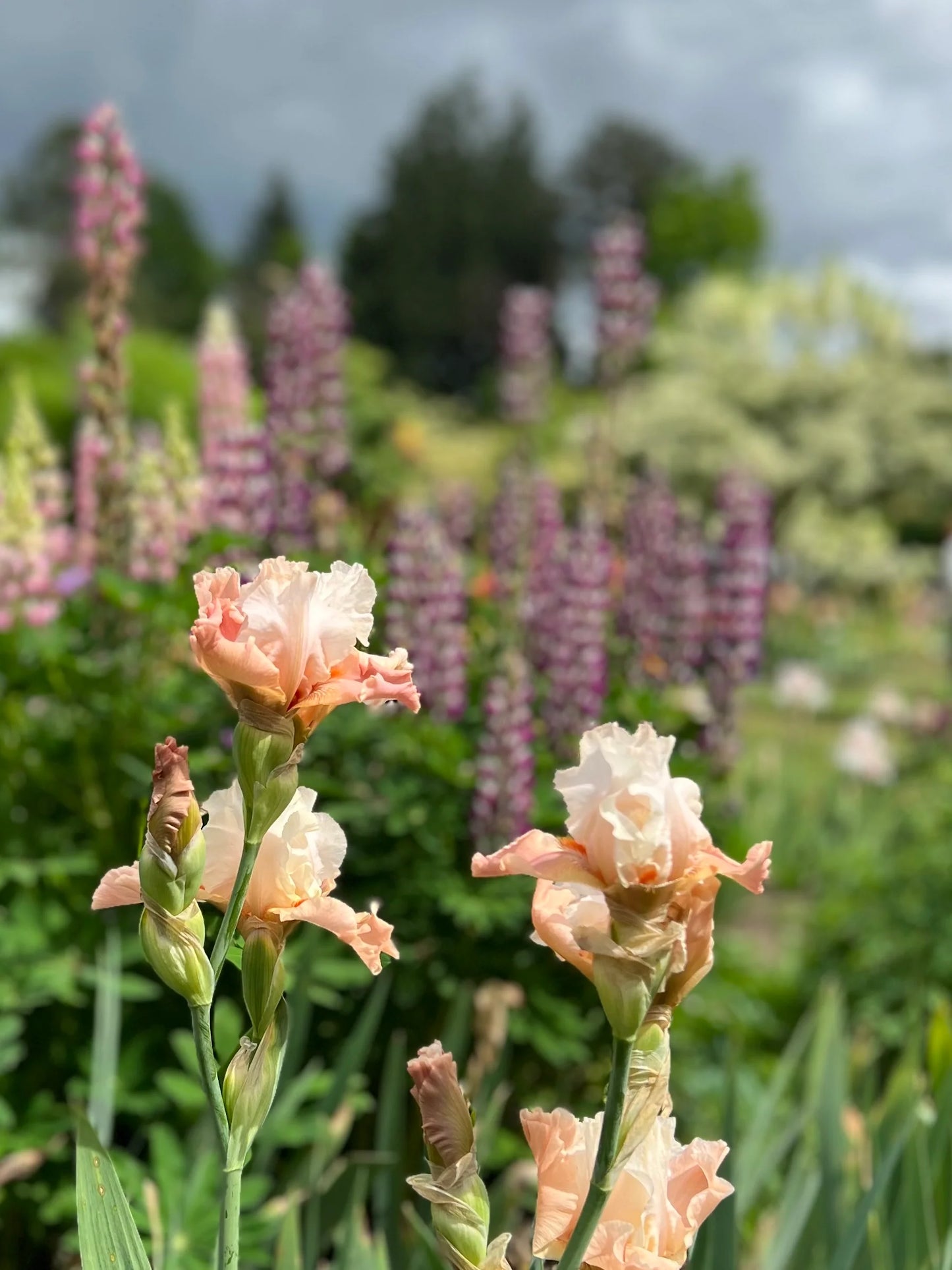 Struck Twice Reblooming Bearded Iris