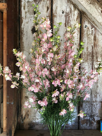 Fancy Pink with White Bee – Larkspur Seed