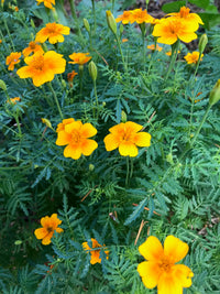 Tangerine Gem Flower Seeds for Planting, Heirloom, Non-GMO Flower Seeds