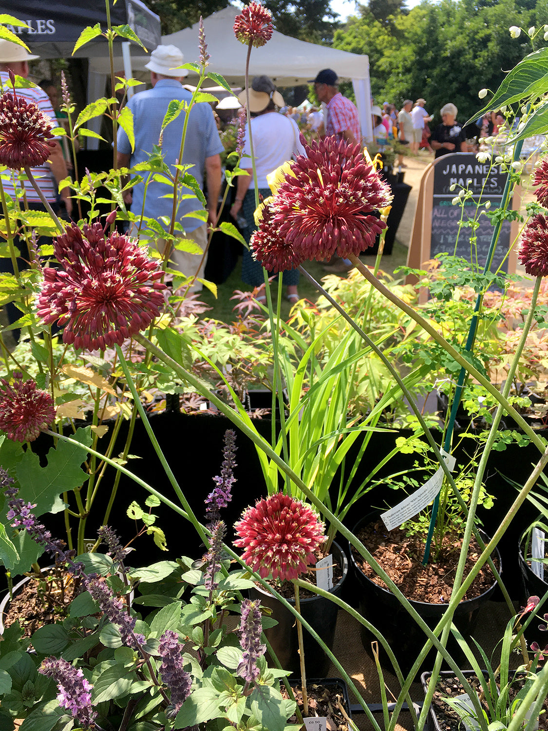 Red Mohican Allium Seeds