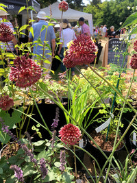 Red Mohican Allium Seeds