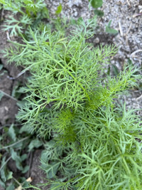 Fernleaf – Dill Seed