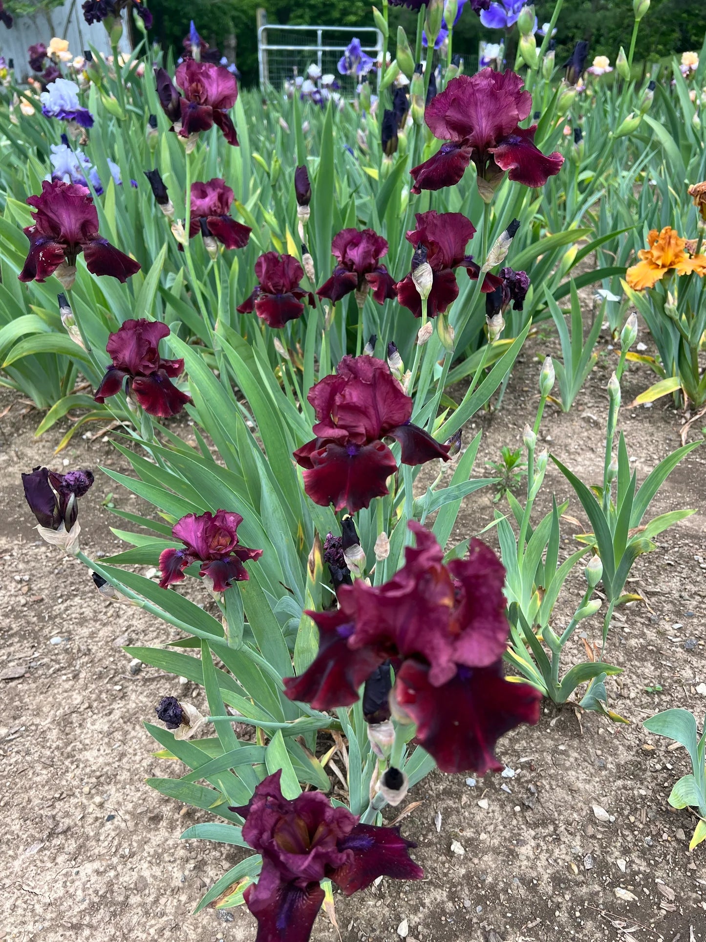 Redneck Girl Bearded Iris